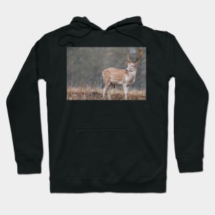 Majestic lone fallow deer Hoodie